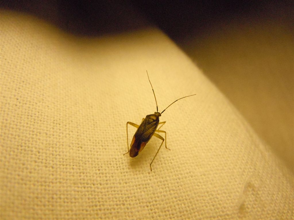 Miridae: Closterotomus trivialis della Campania (NA)